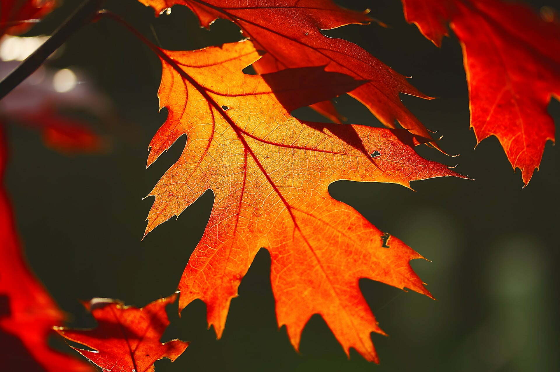 Ornage, red autumn leaf. Jon Gardner Voice Overs, thankful for humble beginnings.
