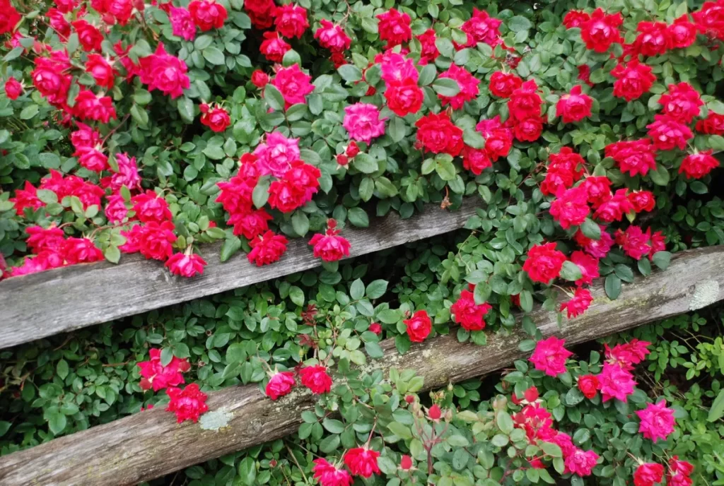 Knockout roses pushing through a fence